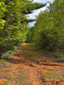 Wooded Land for Sale in Moravian Falls NC! - image 20