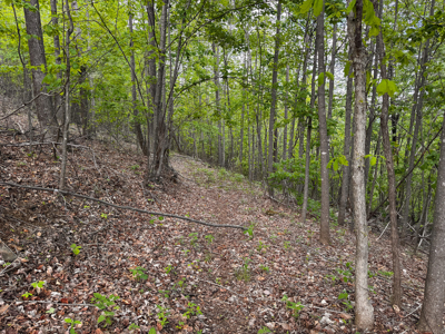 Wooded Land for Sale in Moravian Falls NC! - image 13