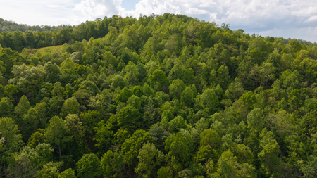 Wooded Land for Sale in Moravian Falls NC! - image 9