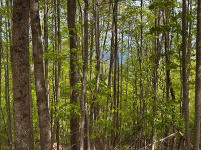 Wooded Land for Sale in Moravian Falls NC! - image 25