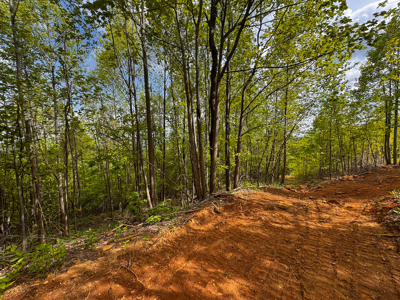 Wooded Land for Sale in Moravian Falls NC! - image 23