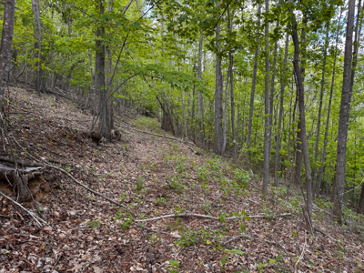 Wooded Land for Sale in Moravian Falls NC! - image 15