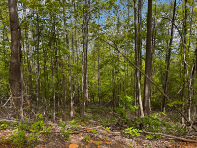 Wooded Land for Sale in Moravian Falls NC! - image 22