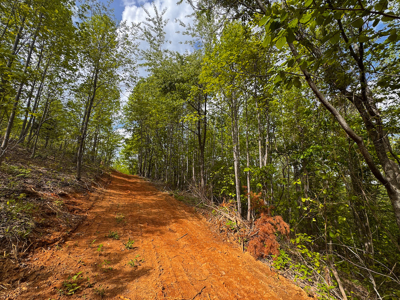 Wooded Land for Sale in Moravian Falls NC! - image 24