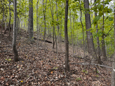 Wooded Land for Sale in Moravian Falls NC! - image 14