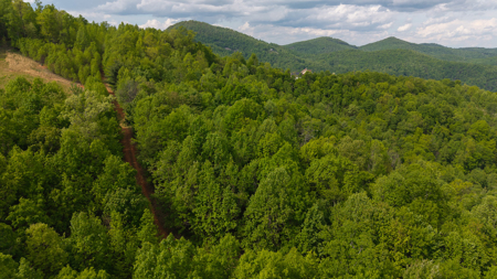 Wooded Land for Sale in Moravian Falls NC! - image 6