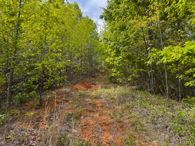 Wooded Land for Sale in Moravian Falls NC! - image 19