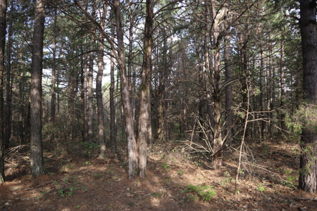 Ozarks Acreage And Building Sites For Sale Salem Arkansas - image 23