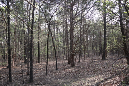 Ozarks Acreage And Building Sites For Sale Salem Arkansas - image 13