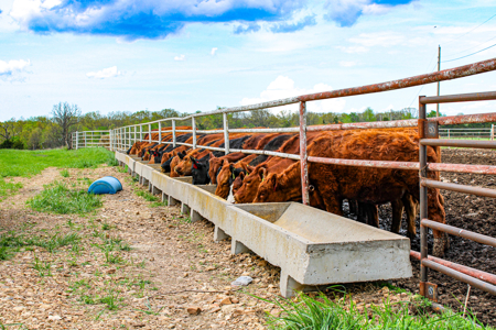 Land For Sale St. Clair County Missouri - image 45