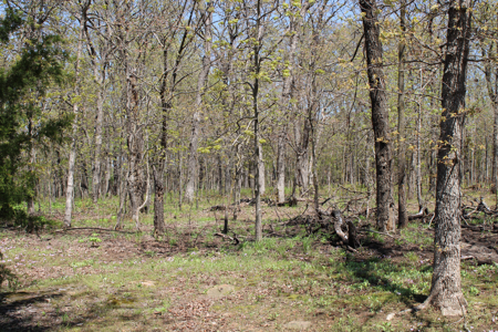 Land For Sale St. Clair County Missouri - image 7