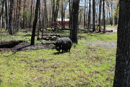 Land For Sale St. Clair County Missouri - image 12