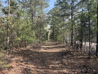 Hunting Land And Timberland Property For Sale In Arkansas - image 4