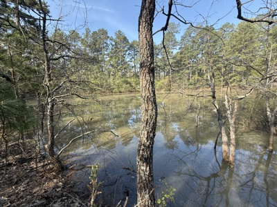 Hunting Land And Timberland Property For Sale In Arkansas - image 5