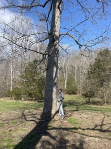 Online Only Auction - Farmland and Timber - image 39