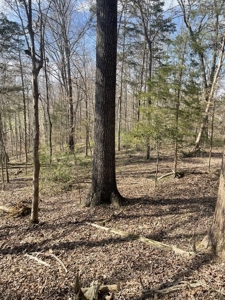 Online Only Auction - Farmland and Timber - image 31