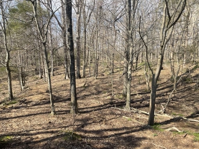 Online Only Auction - Farmland and Timber - image 37