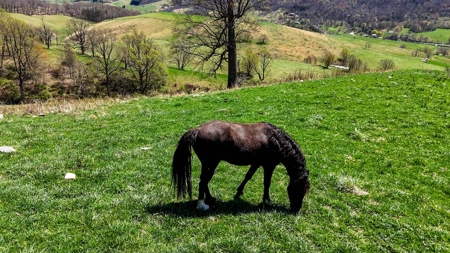 Historic 300± Acre Mountain Farm for Sale in Tazewell County, VA - image 27