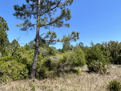 10.03 acre former homesite available in CEDAR KEY, FLORIDA - image 4