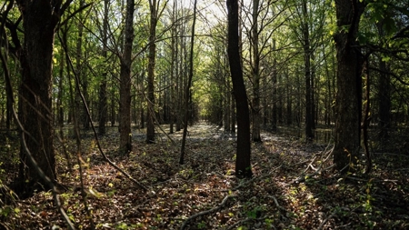 Legacy Waterfowl Hunting in the Mississippi Delta - image 15