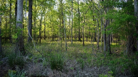 Legacy Waterfowl Hunting in the Mississippi Delta - image 23