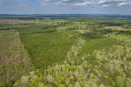 Timber land boarding Lake Degray - image 4
