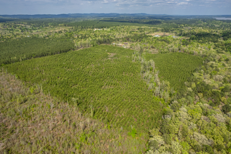 Timber land boarding Lake Degray - image 9