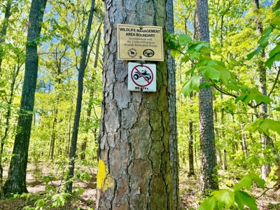 Timber land boarding Lake Degray - image 10