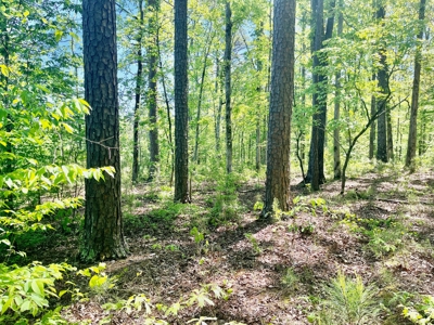 Timber land boarding Lake Degray - image 12