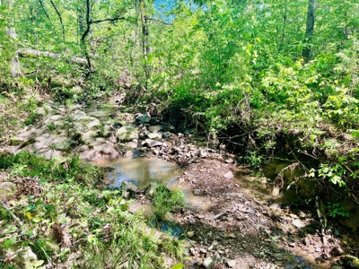 Timber land boarding Lake Degray - image 11