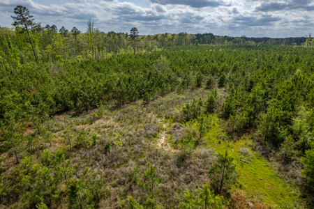 Timber land boarding Lake Degray - image 7