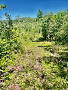 Timber land boarding Lake Degray - image 13