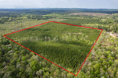 Timber land boarding Lake Degray - image 8