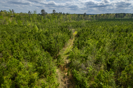 Timber land boarding Lake Degray - image 6