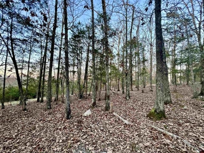 Walk To The Water Of Bull Shoals Lake - image 4