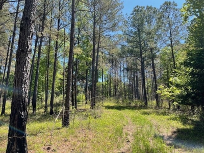 40 Acres For Sale Starkville MS - image 13