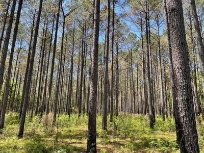 40 Acres For Sale Starkville MS - image 22