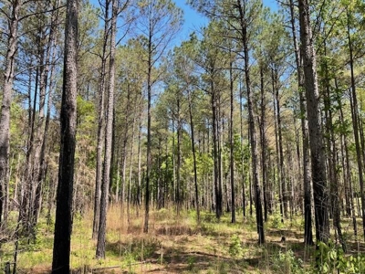 40 Acres For Sale Starkville MS - image 20