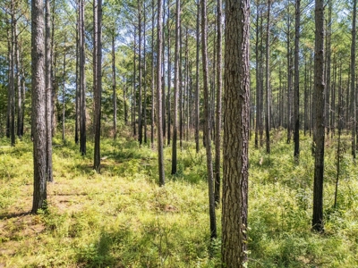 40 Acres For Sale Starkville MS - image 12