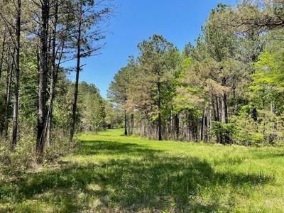 40 Acres For Sale Starkville MS - image 5