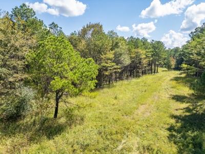 40 Acres For Sale Starkville MS - image 10