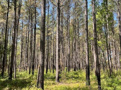 40 Acres For Sale Starkville MS - image 24