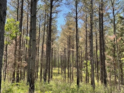 40 Acres For Sale Starkville MS - image 21