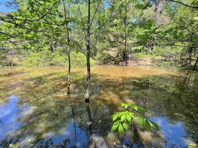 40 Acres For Sale Starkville MS - image 7