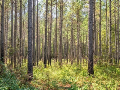 40 Acres For Sale Starkville MS - image 18