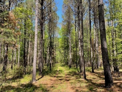 40 Acres For Sale Starkville MS - image 15