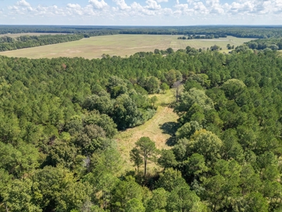 40 Acres For Sale Starkville MS - image 8