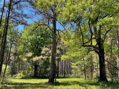 40 Acres For Sale Starkville MS - image 4