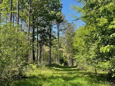 40 Acres For Sale Starkville MS - image 17