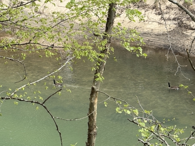 Cabin With Creek Frontage For Sale In North Central Arkansas - image 15